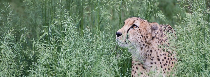 RBP-Cheetah-0001-RBP_8701