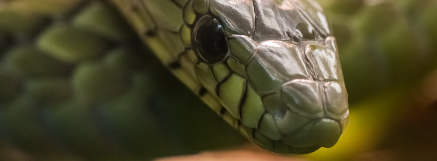 Snake-_DSC9057